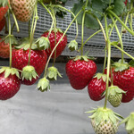 姫路ハートフル観光農園 - 