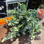 A e B - フィオーリ