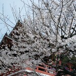 和栗モンブラン専門店 栗りん - 大須観音の桜。5分咲き程度でしょうか。