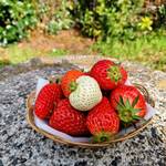 いちごの木 - 料理写真:♡イチゴの盛り合わせ♡