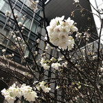 叶匠寿庵 - みぞれ混じりのこの日、桜はもう咲いていました