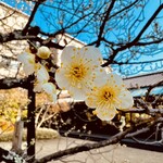 虎屋菓寮 - ◎庭園に咲いていた梅の花。