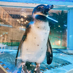ペンギンのいるダイニングバー沖縄 - 