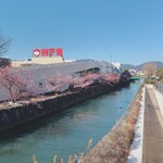 温石 - 2月でしたが、近くで河津桜が咲いていました