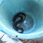 野沢屋 本店 - 活鰻100%