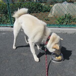 青竹手打ラーメン 日向屋 - 忠犬は､早めのランチ！