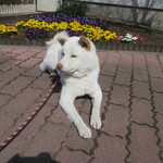 青竹手打ラーメン 日向屋 - 3/20で､1歳になりました。