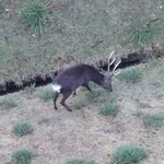 旅行人山荘 - ホテルの敷地に雄鹿