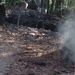 旅行人山荘 - 鹿も歩いていて