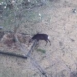 旅行人山荘 - 雌鹿