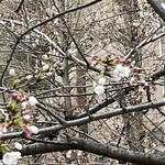 立ち飲み居酒屋ラクミ - 三分咲きくらいかな？