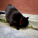 オトナリ珈琲 - 本当に道草を食ってる猫