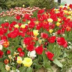 自然食レストラン ティルズ - 園内