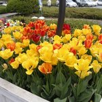 自然食レストラン ティルズ - 園内