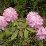 自然食レストラン ティルズ - 園内