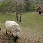 自然食レストラン ティルズ - レストラン前の牧場