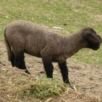 自然食レストラン ティルズ - レストラン前の牧場