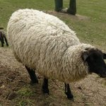 自然食レストラン ティルズ - レストラン前の牧場