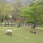 自然食レストラン ティルズ - レストラン前の牧場