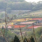 自然食レストラン ティルズ - ちょっと離れた丘にお花畑があるようでした。