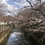 サイゼリヤ - 仙川の桜（まだまだ）