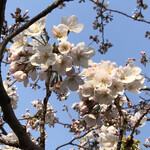 大鵬 - 末吉橋そばの桜