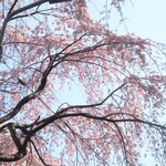 ラーメン二郎 - 近くで咲いていた桜