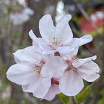 りん - 花園神社の桜