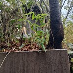 由布院別邸 樹 - 外の露天風呂がある小屋