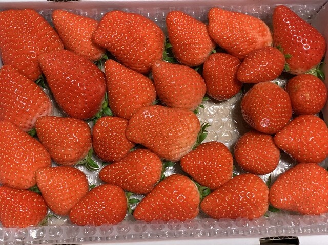 ネクサスファームおおくま（NEXUSFARM OKUMA） - 大野（その他）の写真