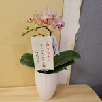 サルシーナハラルフーズ - 超高級花の胡蝶蘭だよ