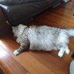 CALVA - モフモフ、もじゃもじゃ