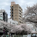 中華香彩JASMINE - お店の前の道路は桜が満開でした。