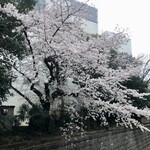 Yung - 狸橋の桜