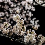 たかおか - この日の夜桜