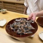 片折 - 朝とれホタルイカ