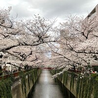 天雅 - 目黒川 緑橋