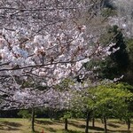 鮨やまと 館山店 - 桜