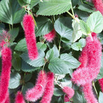 イタリアンレストラン 麦 - 