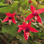 イタリアンレストラン 麦 - 