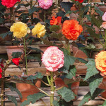 イタリアンレストラン 麦 - 