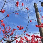 イタリアンレストラン 麦 - 