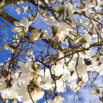 イタリアンレストラン 麦 - 