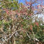 イタリアンレストラン 麦 - 