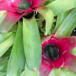 イタリアンレストラン 麦 - 