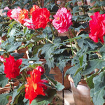 イタリアンレストラン 麦 - 