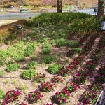 イタリアンレストラン 麦 - 