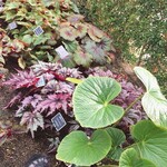 イタリアンレストラン 麦 - 