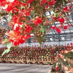 イタリアンレストラン 麦 - 