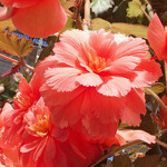 イタリアンレストラン 麦 - 